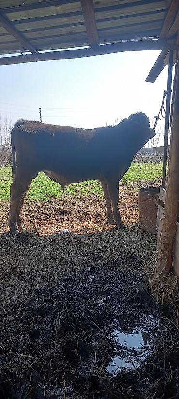 Коровы, быки: Продаю | Бык (самец) | Швицкая — 1