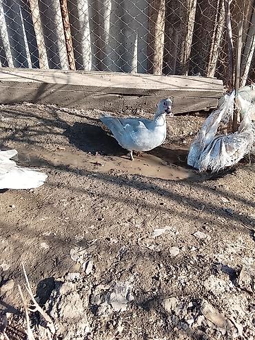 Ördəklər: Salam heyvanlar kom satilir 5feredi 1de erkey yumurtaya hazir -da lalafo.az — 7 Ördəklər: Salam heyvanlar kom satilir 5feredi 1de erkey yumurtaya hazir — 7