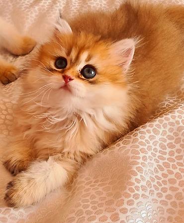 Pişiklər: Britan — 6