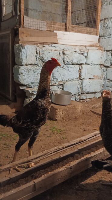 heyvan bazari quslar: Heyratı pileymut xoruz 🐓🐓 tam ayılıb irak sortudur catırılma yoxdur