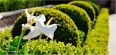 Другие системы полива: Ландшафтный проект Установка автоматического полива Посев газона — 9