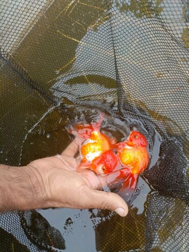 Akvariumlar: Oranda 2 quyruq qiyməti 2 manat 4 quyruq qiyməti 3 manat. Ünvan — 13