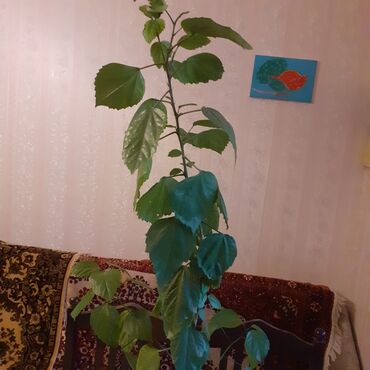 Otaq bitkiləri: Sansivyera bitkisi 5 gövdəlidir dibçəyin biri 20 — 5