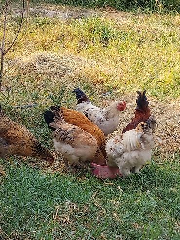 собаки рынок в бишкеке цены: Продаю | Куры | Домашняя | Для разведения — 2