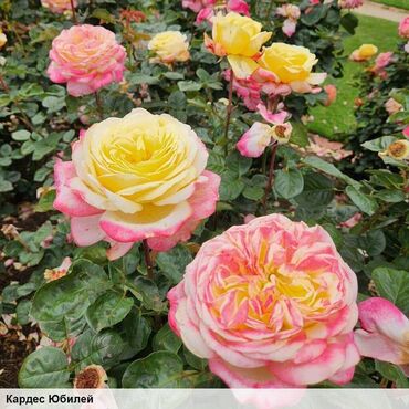 Садовые цветы и кустарники: Саженцы цветка: Розы, Самовывоз, Бесплатная доставка — 18