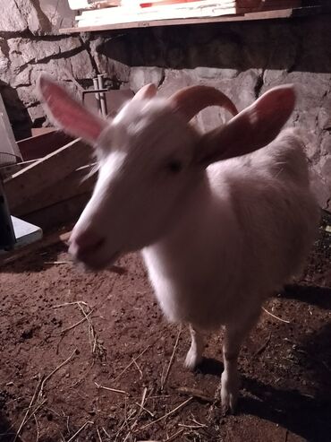 Козы, козлы: Продаю | Коза (самка), Козёл (самец) | Зааненская, Битал | Для разведения | Племенные — 16