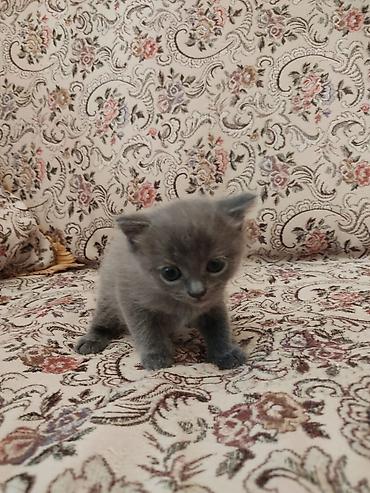 Pişiklər: Britaniya cins pişiyi - Zərif, tükü qısa və ipək kimi boz rəngdə - — 4