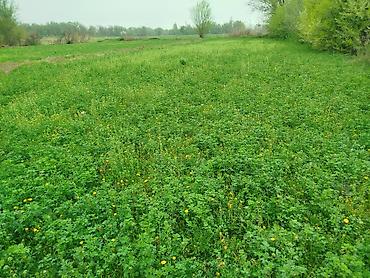 Продажа коттеджей и домов: Продается дом 4 комнаты в городе Кант с.Гагарина дом очень хорошо — 7