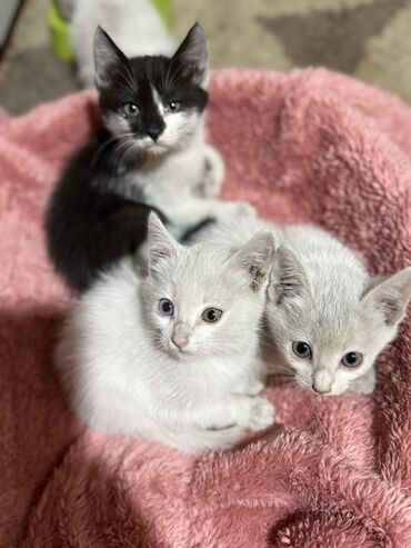 сколько стоит бенгальская кошка: Котята. Помёт из трёх малышей: - Мальчик: белый, крупные