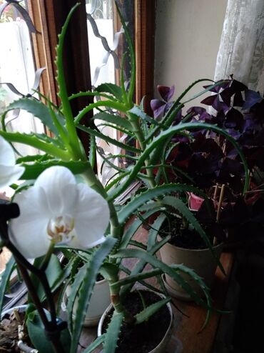 диффенбахия растения: Продаю 3 шт орхидеиу всех 3-х есть цветоносы,а также алоэ 3-х и 2-х