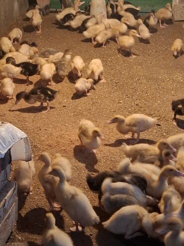 Ördəklər: 107 dene yawil baw ordek 23 gunukdu 3 .70 1 densi cem satlir unvan — 4