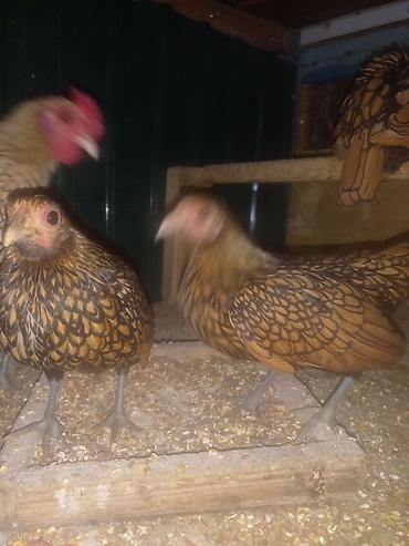 Куры, петухи: Продаю | Куры | Для разведения — 4