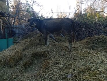 корова дойный: Продаю | Тёлка | Алатауская | На откорм | Искусственник