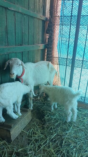 Козы, козлы: Продаю | Коза (самка) | Зааненская, Битал — 11