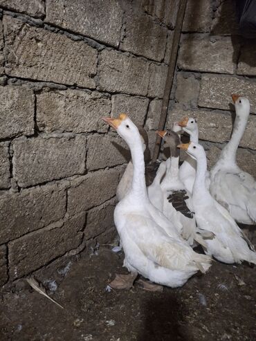 Qazlar: Erkək, Ətlik, Ünvandan götürmə — 10