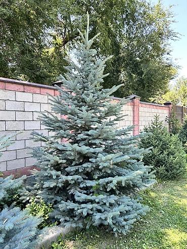 модульный стол: Голубая ель (Picea pungens ‘Glauca’) — зрелые декоративные экземпляры — 2