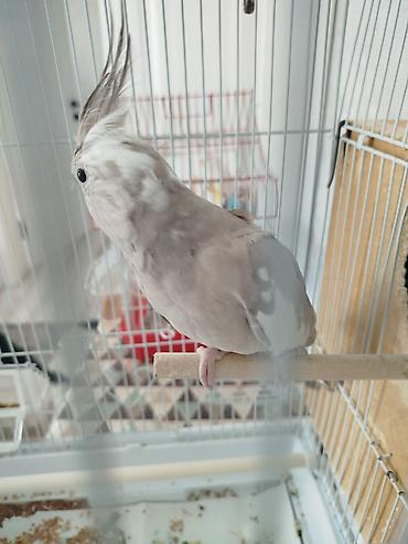 Птицы: Продам попугаевкореллы,самка и самец.Без клетки. Они не пара — 12