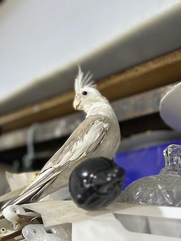 Quşlar: Yanagsız korella (cockatiel) – xüsusi rəng mutasiyası. - Rcəng: açıq — 2