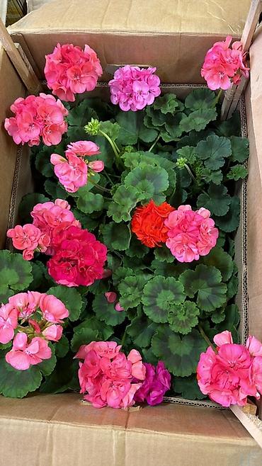 Герани и пеларгонии: Комнатные цветы в горшках — ассортименты расцветок - Цикламен — 10