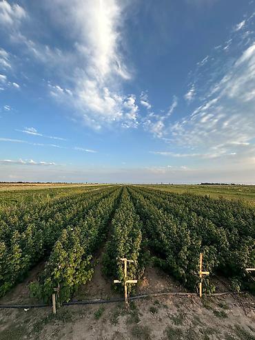 кочмо душ бишкек: Саженцы малины Полана – на осень под заказ 🌱 Принимаем заказы на — 8
