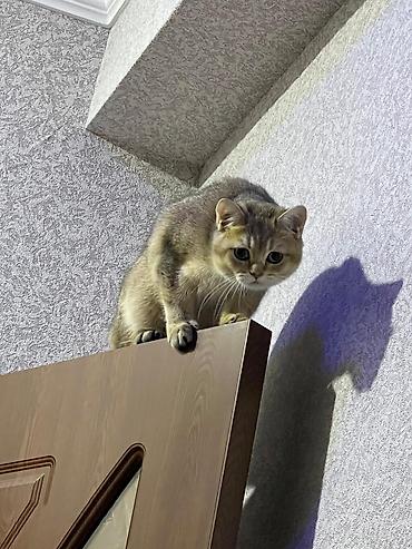 Кошки: Британская, Самец, Для вязки — 2