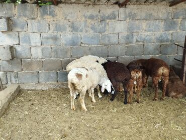продажа овец: Сатам | Козу | Аргын | Союуга, Көбөйтүү үчүн | Токту