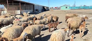 cins keciler: Erkək, il: 1, Damazlıq, Pulsuz çatdırılma — 4