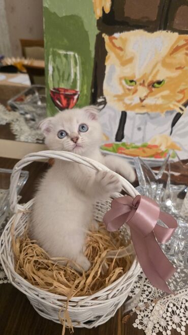 Pişiklər: Britan -da lalafo.az — 1 Pişiklər: Britan — 1