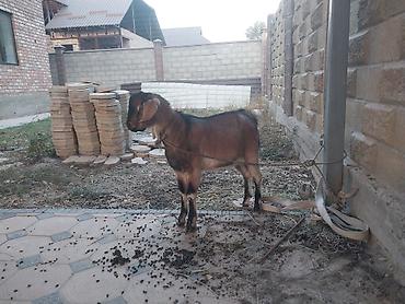 кобыла бээ: Продаю | Козлёнок | Для разведения — 4