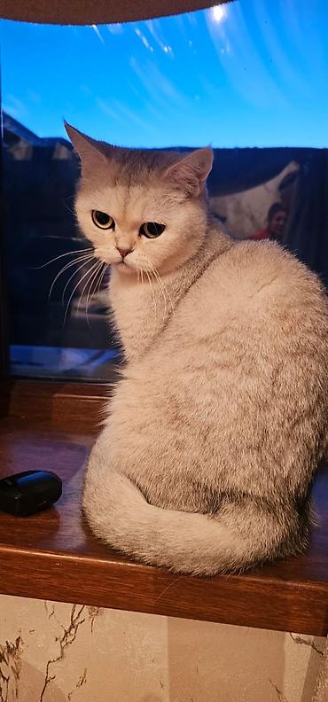 Кошки: Золотая шиншилла, Самка — 1