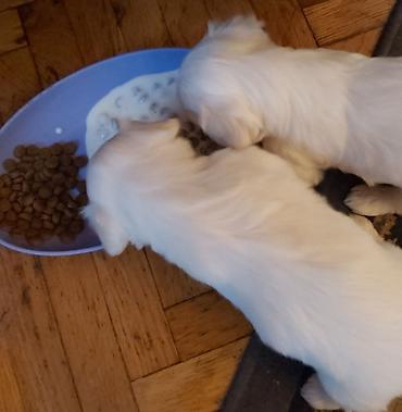 Psi: Na prodaju musko stene maltezera,ostenjen 23.11.2025,bela svilenkasta — 9