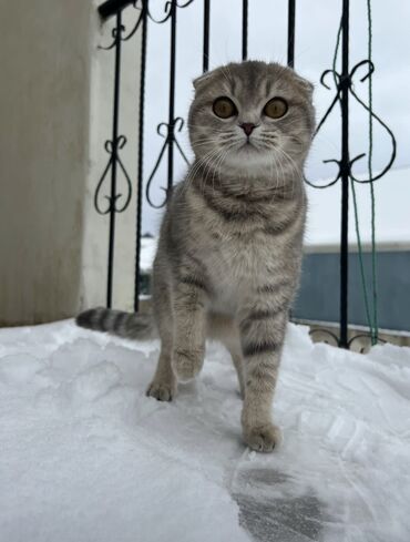 scottish fold satilir: Британская вислоухая, Самец, Самка, В добрые руки, Самовывоз, Платная доставка