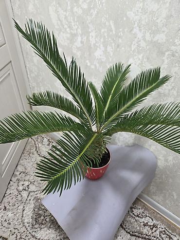 Декабристы: Декабристы (Schlumbergera) в горшках. - Окраска цветков: белая (на — 25