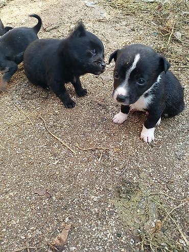 İtlər: Ünvandan götürmə — 9