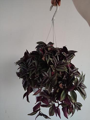 kalanxoye bitkisi: Sallanan saksıda “Tradescantia zebrina” (təlxəkotu, Wandering Jew) — 1