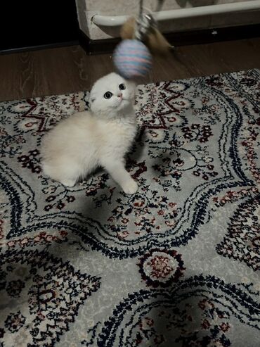 Продажа кошек: Скотиш Фолд (Шотландская вислоухая), 3 месяца, Мальчик, Приучена к лотку — 4