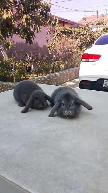 imisli yemi: Təmiz qan mini lop-15man.Rənqlər-açiq boz,şinşilla,qara — 5