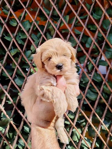 obuca ps: Dostupni za preuzimanje MALTIPOO prelepi, razigrani stenci, 4 decaka — 6