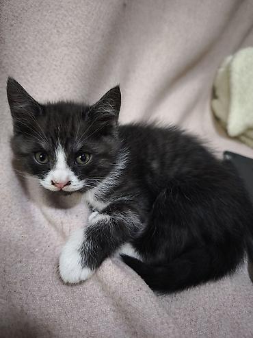 котята шотланцы: Скотиш Страйт (Шотландская прямоухая), 2 месяца, Мальчик, Биколор — 9