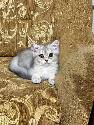 Şinşilla, Yaxşı əllərə