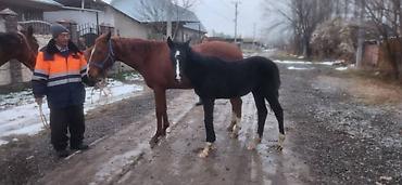 Лошади, кони: Продаю | Кобыла (самка) | Английская | Для разведения | Племенные — 7