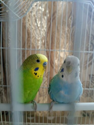Птицы: Продаю попугаев 2000 за одного клетка в подарок
