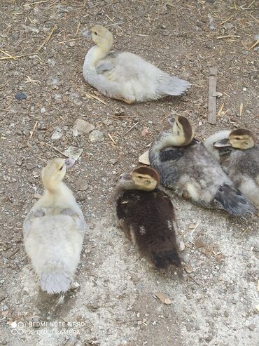 Другие с/х животные: Утята Индоутки Тяжёлая Линия. Индоутята. Фендибоберных Солидных — 20