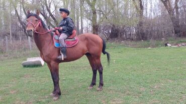 Лошади, кони: Продаю | Жеребец | Конный спорт