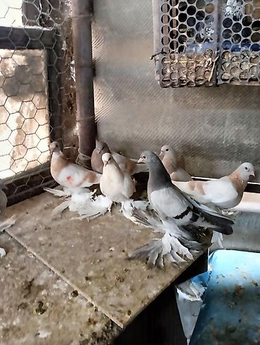 Птицы: Продаю молодых голубей 1 шт стоит пятьсот сом окончательно родители — 1