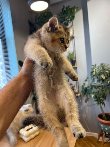 Gəmiricilər: Qızıl şinşilla, Erkək, Ünvandan götürmə