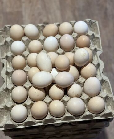 Куры, петухи: Продаю | Инкубационные яйца | Хай-Лайн Соня Грей | Для разведения, Несушки