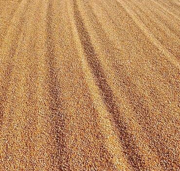 кукуруза: Семена и саженцы Кукурузы, Самовывоз