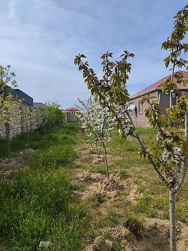 şüvəlan: 12 sot, Tikinti, Mülkiyyətçi, Kupça (Çıxarış) — 4