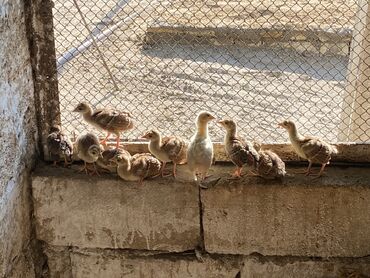 hinduşqa cücələri: Ətlik, Ünvandan götürmə, Ödənişli çatdırılma